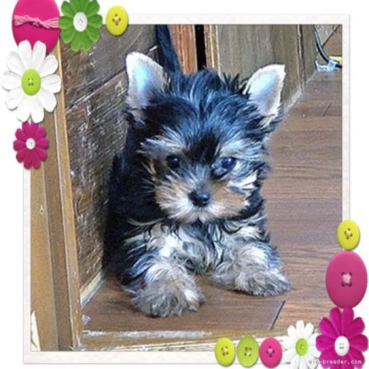 ID：2212-03119の子犬