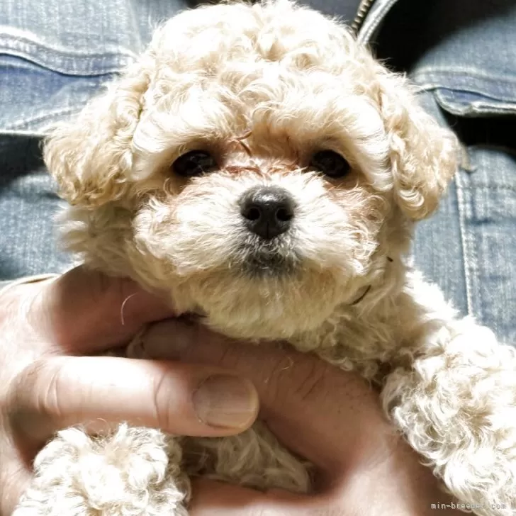 ID:2505-03192の子犬