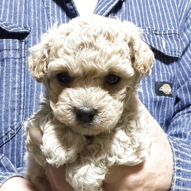 ID:2505-03198の子犬