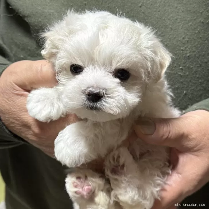 マルプー(マルチーズ×トイプードル)【福島県・女の子・2025年9月30日・ホワイト】の写真1