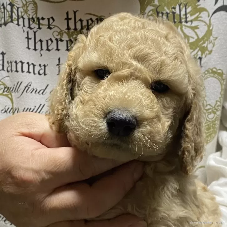ID：2411-04918の子犬