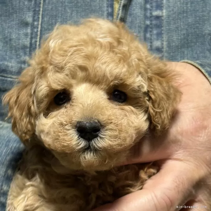 ID:2505-03196の子犬
