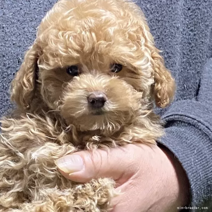 ID：2502-05300の子犬