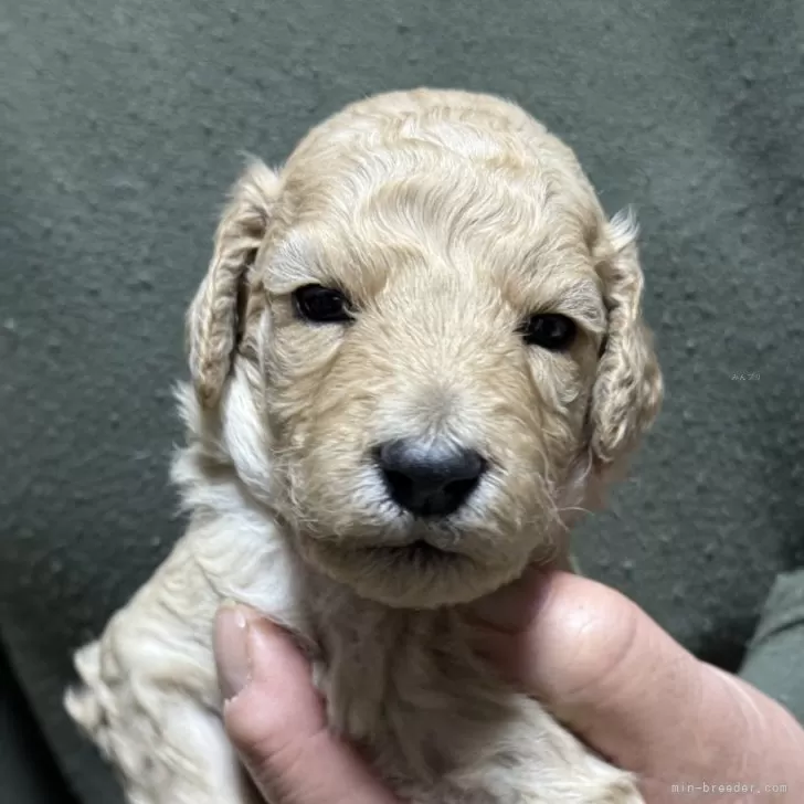 スタンダードプードル【福島県・男の子・2025年10月31日・クリーム】の写真1