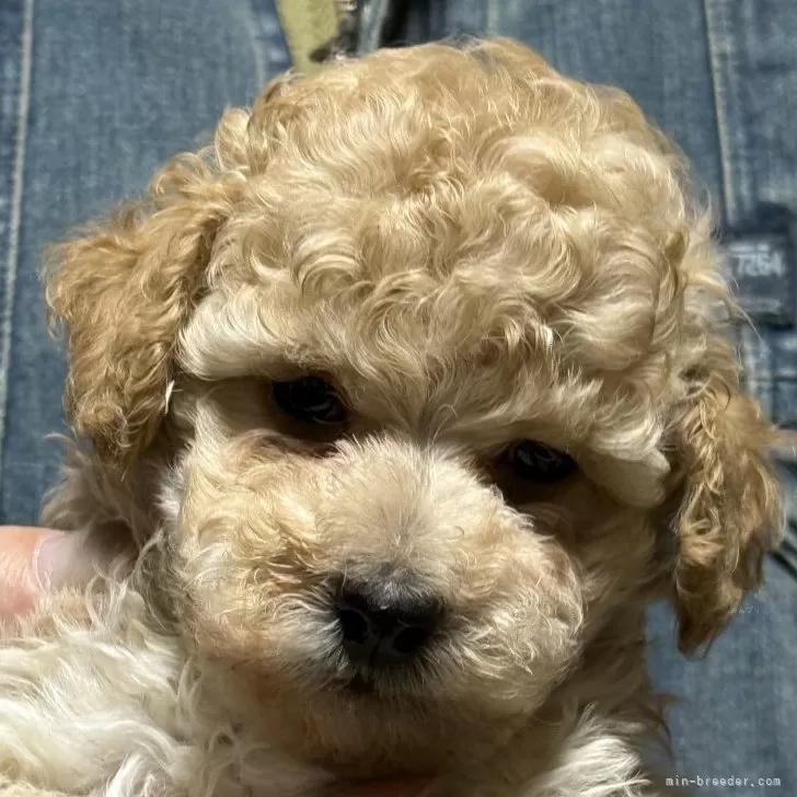 みゆう 様のお迎えした子犬