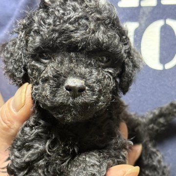 ティーカッププードル【福島県・男の子・2025年8月12日・ブラック】の写真「人気のブラック　お顔がわかりづらいので見学に来てね」