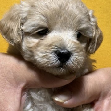 マルプー(トイプードル×マルチーズ)【福島県・男の子・2025年5月26日・クリーム】の写真「間違いなく可愛い子になります」