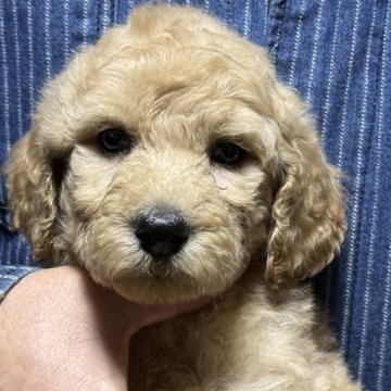 スタンダードプードル【福島県・女の子・2025年10月31日・アプリコット】の写真「しっぽ　まん丸に出来ます断尾手術済み」