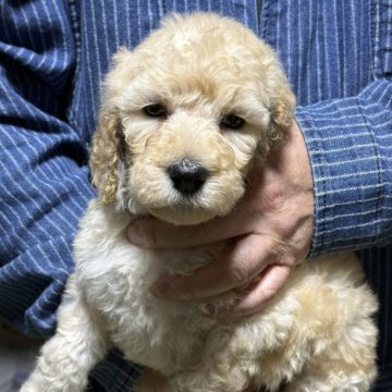 スタンダードプードル【福島県・女の子・2025年10月31日・クリーム】の写真「可愛いスタンプーちゃん🩷」