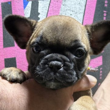 フレンチブルドッグ【福島県・男の子・2025年4月28日・レッドフォーン】の写真「見てください！！良い顔してますよ」