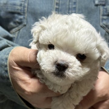 マルチーズ【福島県・女の子・2025年9月15日・ホワイト】の写真「可愛い良血統の短足ちゃん」