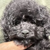 トイプードル(タイニー)