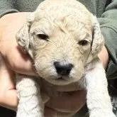 スタンダードプードル