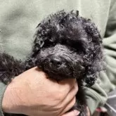 タイニープードル