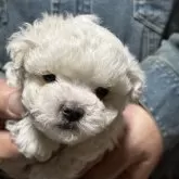 マルチーズ【福島県・女の子・2025年9月15日・ホワイト】の写真2