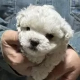 マルチーズ【福島県・女の子・2025年9月15日・ホワイト】の写真3