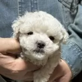 マルチーズ【福島県・女の子・2025年9月15日・ホワイト】の写真5
