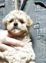 マルプー(マルチーズ×トイプードル)【福島県・男の子・2025年4月10日・クリーム】の写真8