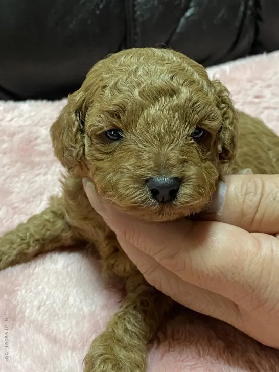 ID：2012-02323の子犬