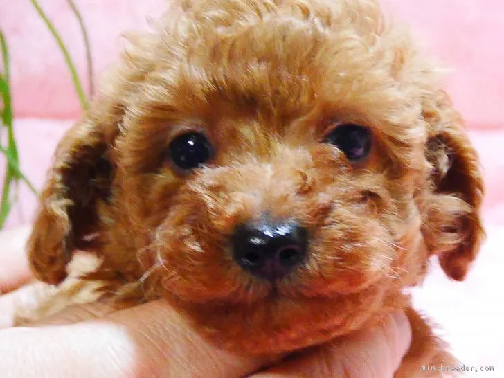 ID:1712-01113の子犬
