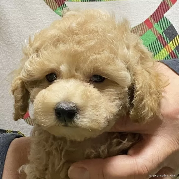 K.K 様のお迎えした子犬
