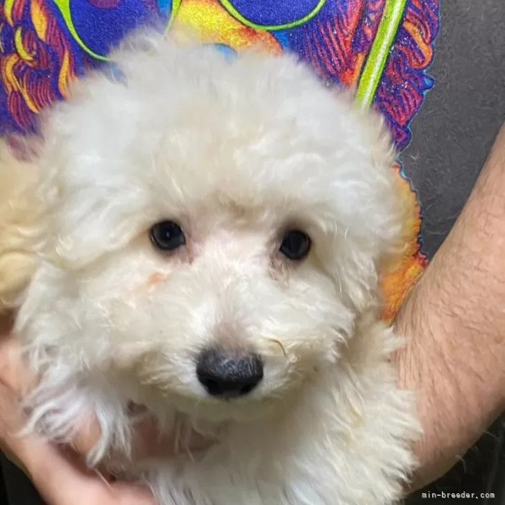 ID:2409-04195の子犬
