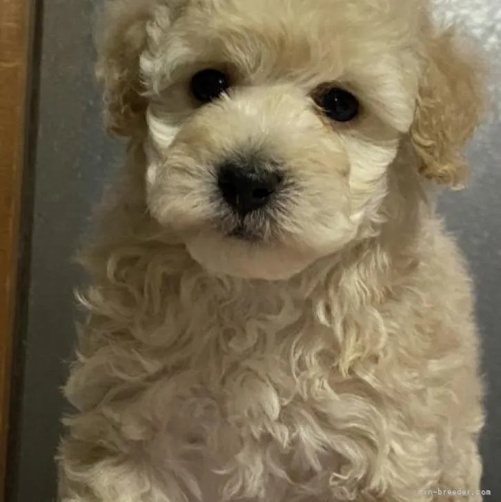 ID:2211-02303の子犬