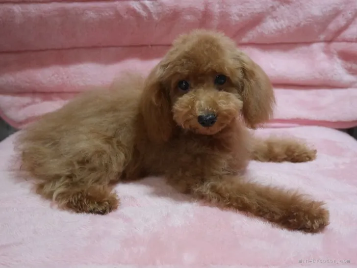 ID:1808-02988の子犬