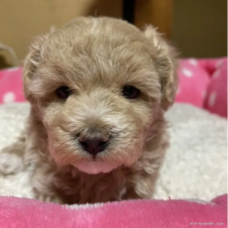 ID:2304-05029の子犬