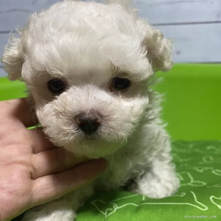 ID:2409-01969の子犬