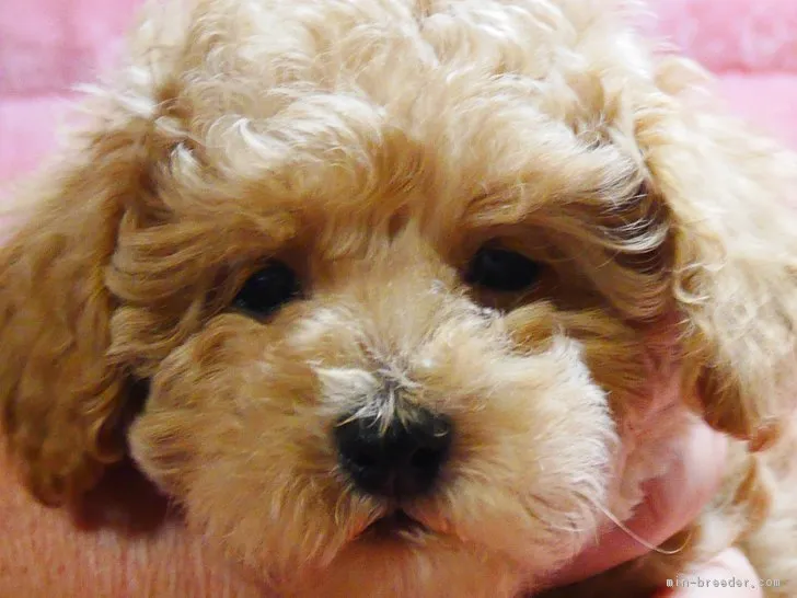 ID:1712-01105の子犬