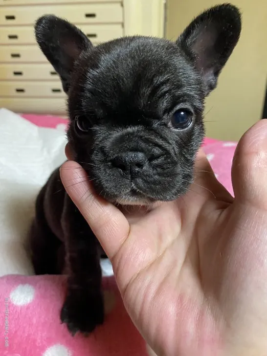 ID:2201-01563の子犬