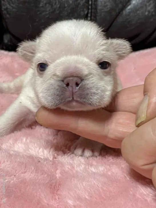 ID：2101-02975の子犬