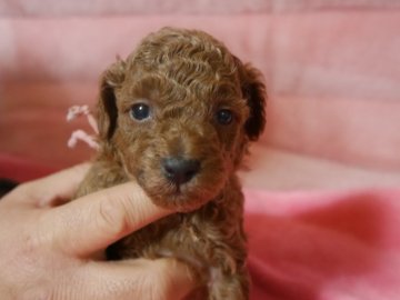 トイプードル(タイニー)【福島県・男の子・2018年12月12日・レッド】の写真「新春SALE　両親CH直子イケメン君」