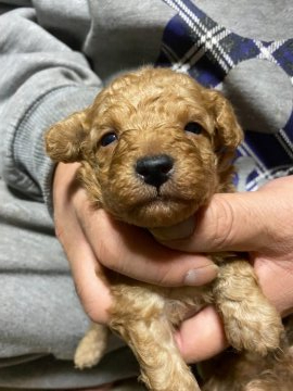 トイプードル(タイニー)【福島県・男の子・2020年10月28日・アプリコット】の写真「可愛いくなりますよ」