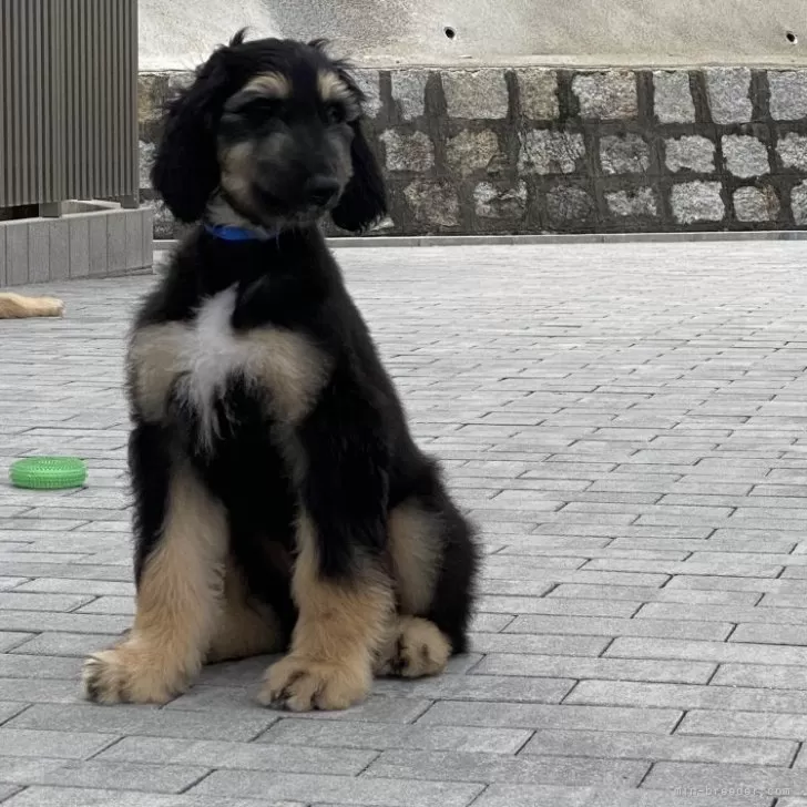 ID:2410-00015の子犬