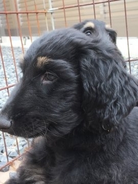 アフガンハウンド【岡山県・男の子・2017年8月16日・ブラック&シルバー】の写真「父犬 母犬とも 最優良血統犬です。」