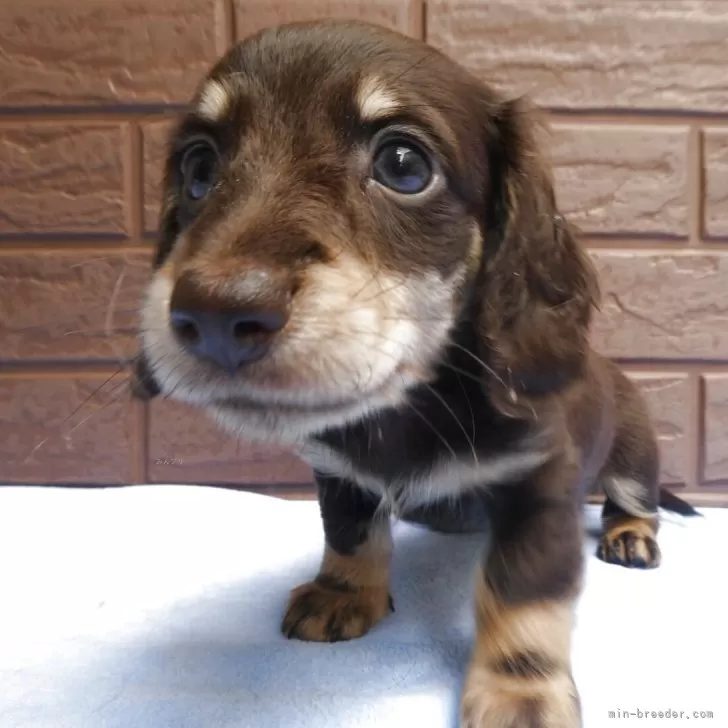 ID：2505-04602の子犬