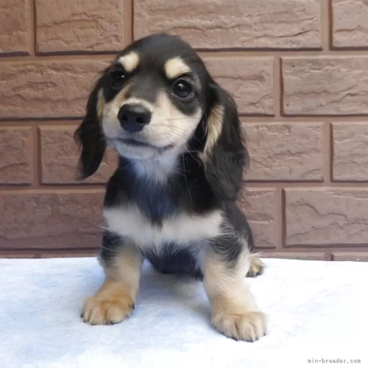 ミニチュアダックスフンド(ロング)【埼玉県・男の子・2025年9月20日・ブラック&amp;イエロー(クリーム)】の写真1「目が開きました。」