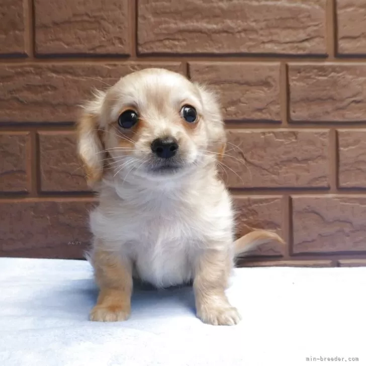 ID：2505-00965の子犬