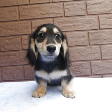 ミニチュアダックスフンド(ロング)【埼玉県・男の子・2025年9月20日・ブラック&イエロー(クリーム)】の写真「とってもかわいい男の子の子PRA安心です,」