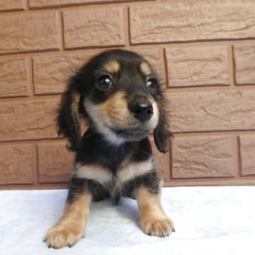 ミニチュアダックスフンド(ロング)【埼玉県・男の子・2025年10月7日・ブラックタン】の写真「とってもかわいい小さい男の子の子PRA安心です,」