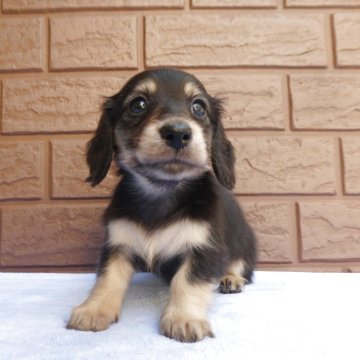 ミニチュアダックスフンド(ロング)【埼玉県・男の子・2025年9月20日・ブラック&イエロー(クリーム)】の写真「とってもかわいい男の子の子PRA安心です,」