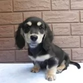 ミニチュアダックスフンド(ロング)【埼玉県・男の子・2025年9月20日・ブラック&イエロー(クリーム)】の写真1