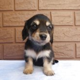 ミニチュアダックスフンド(ロング)