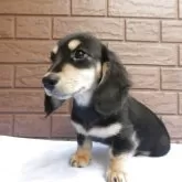 ミニチュアダックスフンド(ロング)【埼玉県・男の子・2025年9月20日・ブラック&イエロー(クリーム)】の写真3