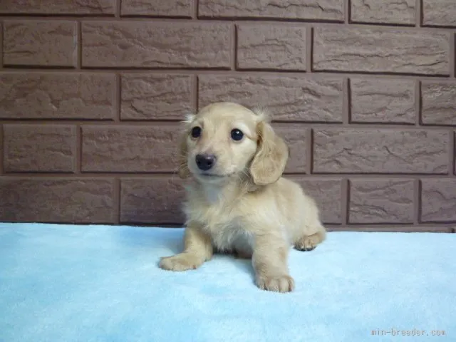 ID：1601-00493の子犬