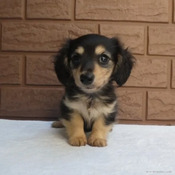 N.S 様のお迎えした子犬