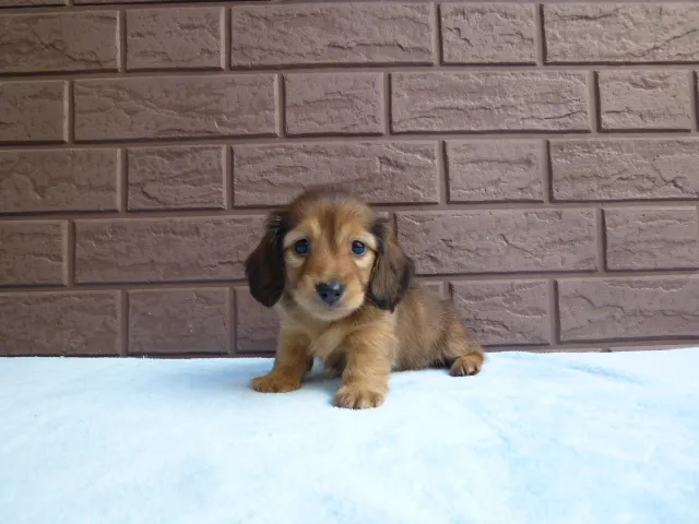 ID:1606-01175の子犬