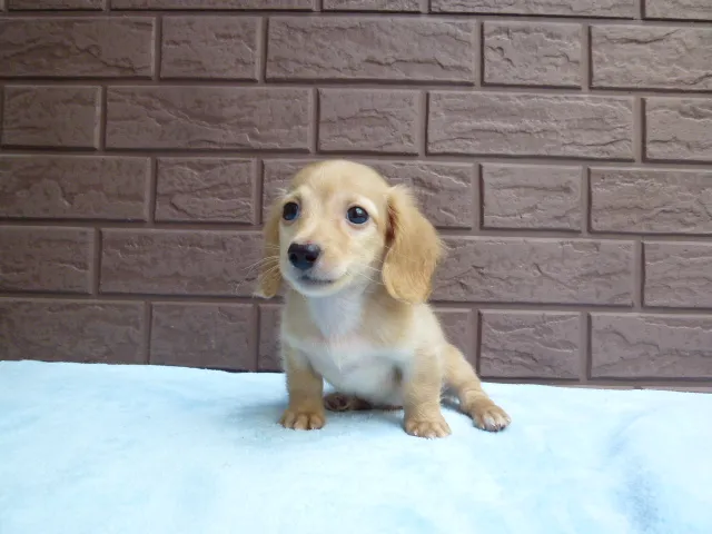 もも 様のお迎えした子犬